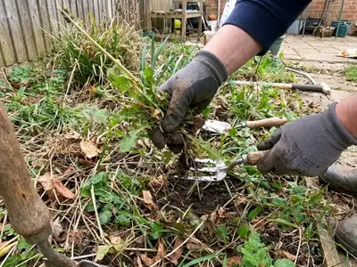 Pull weeds by hand